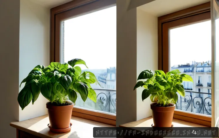 자연광이 식물에 미치는 영향 - Photorealistic split-scene comparison of two identical healthy potted basil plants in a bright Frenc...